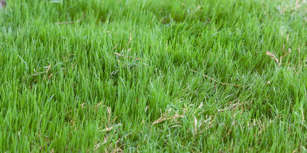 Wintergrass Control | The Lawncare Man