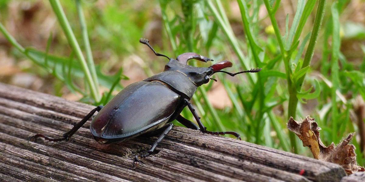 What did African Black Beetle ever do to anyone anyway? The Lawncare Man