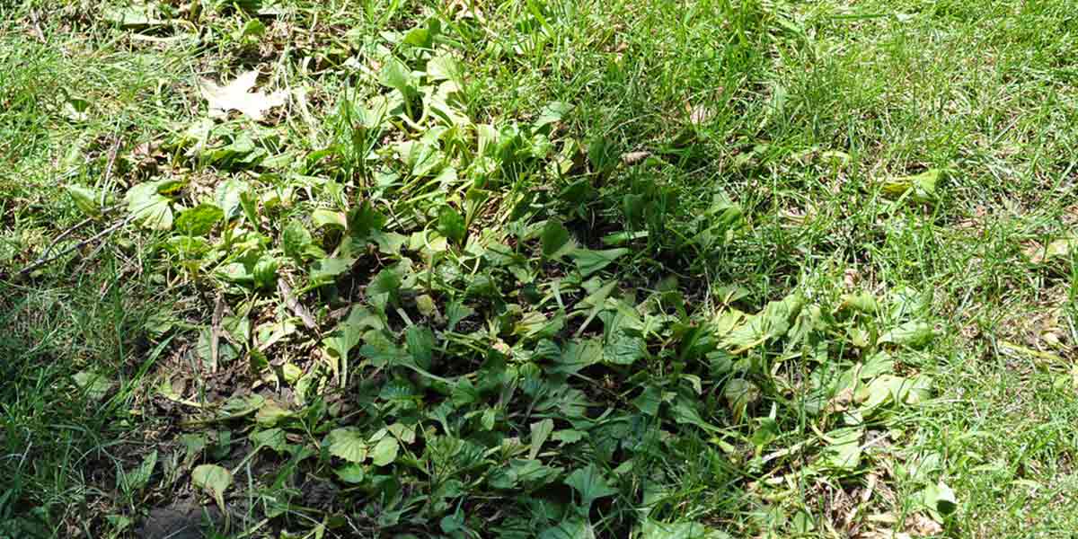 Broadleaf Weed Control Lawn Care, Lawn Maintenance The Lawncare Man