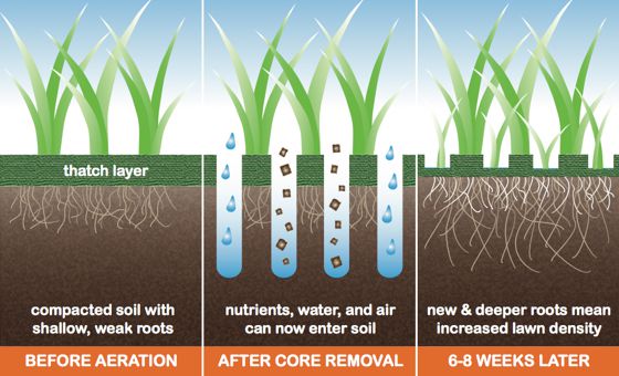 Lawn Coring Aerating Perth